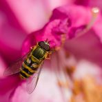 Große Schwebfliege