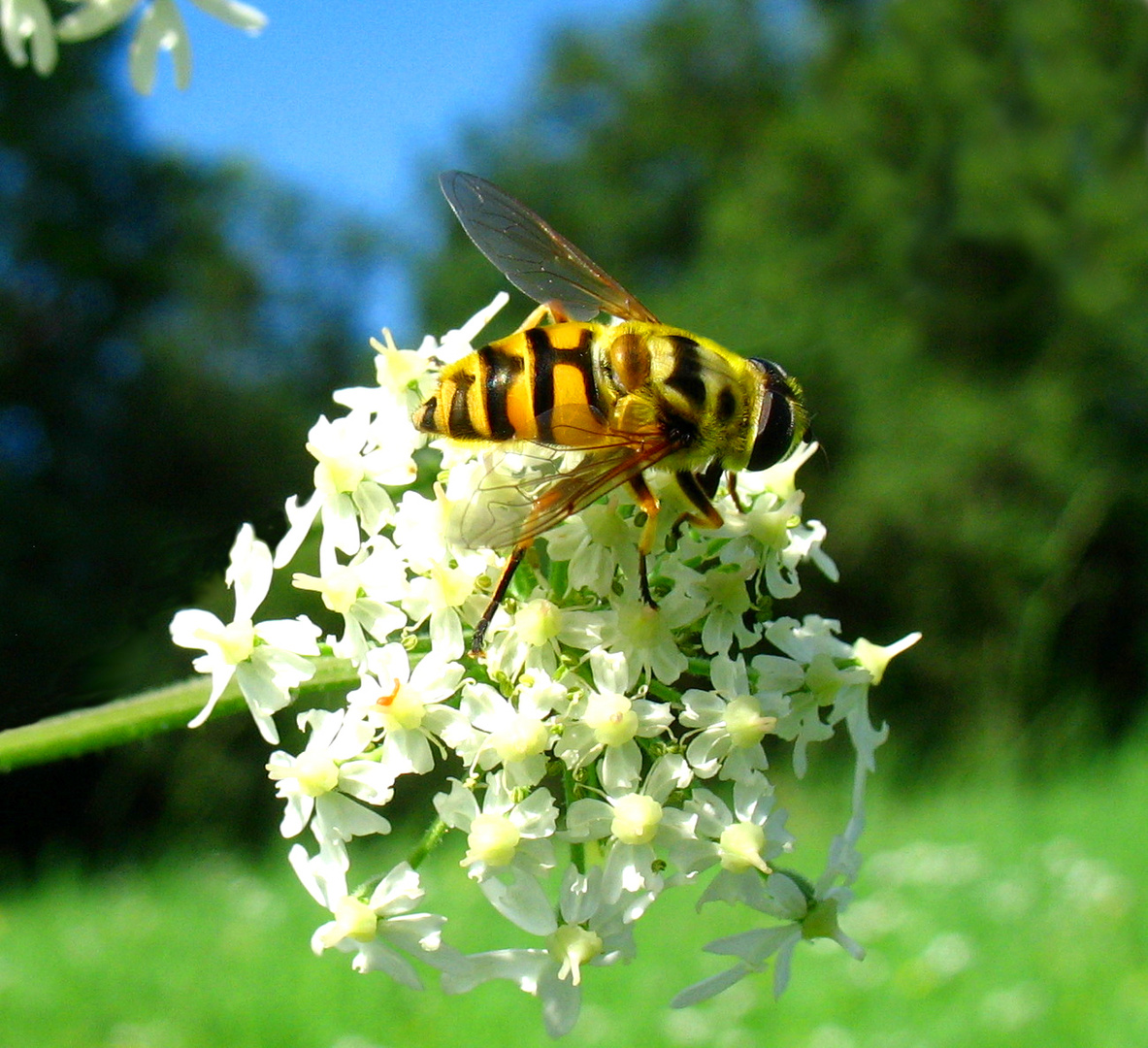 große Schwebfliege