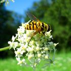 große Schwebfliege