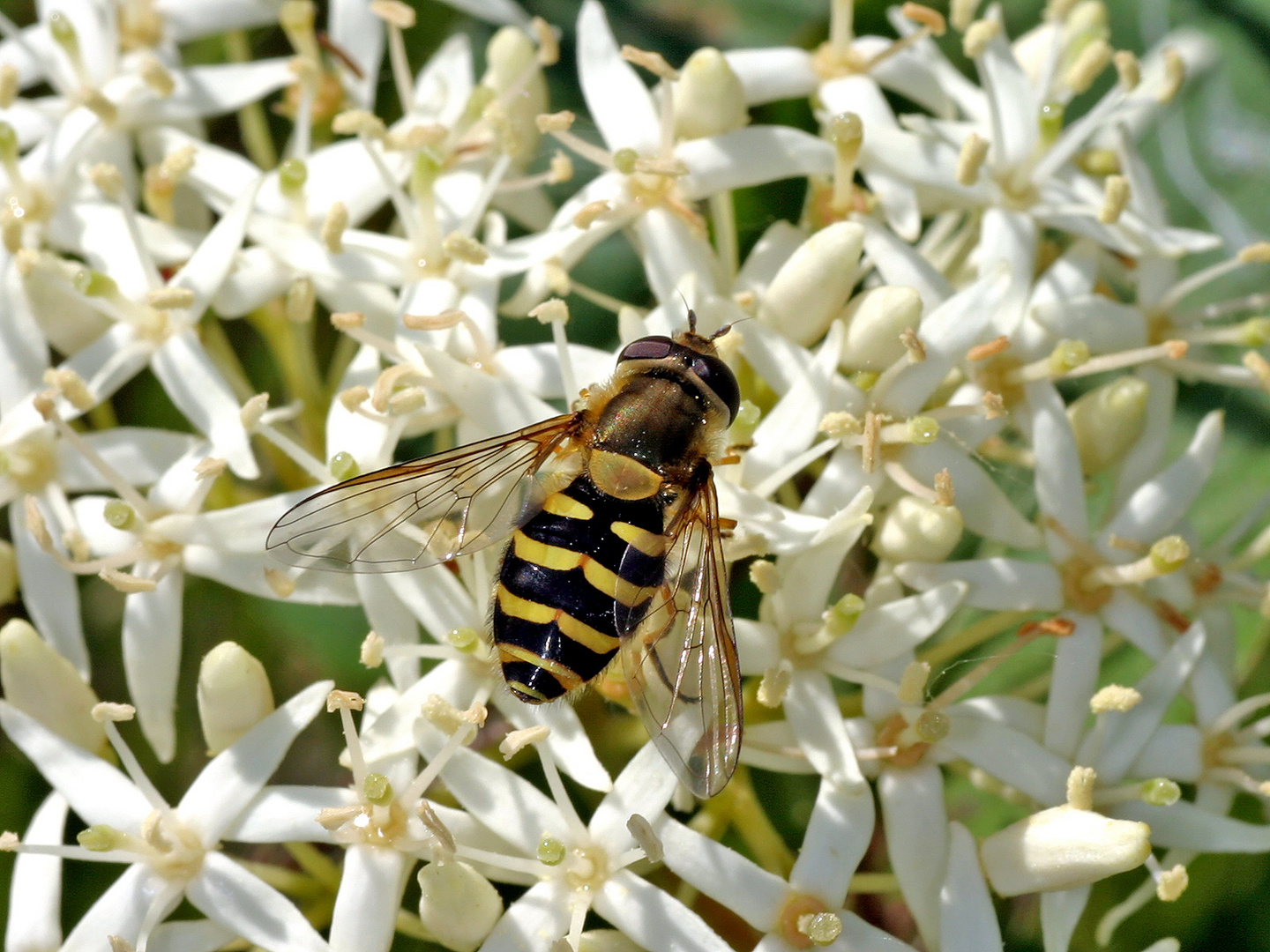 Große Schwebfliege oder Gemeine Garten-Schwebfliege (Syrphus ribesii)......