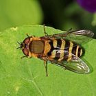 Große Schwebfliege [Syrphus ribesii]