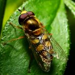 Große Schwebfliege (Syrphus ribesii)