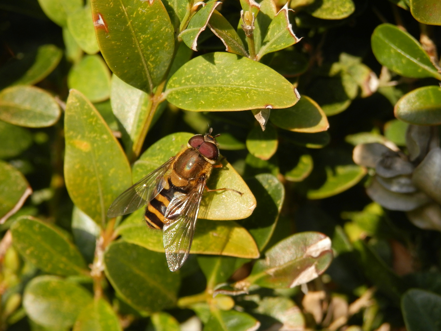 Große Schwebfliege (Syrphus ribesii) - auch wieder da!