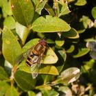 Große Schwebfliege (Syrphus ribesii) - auch wieder da!