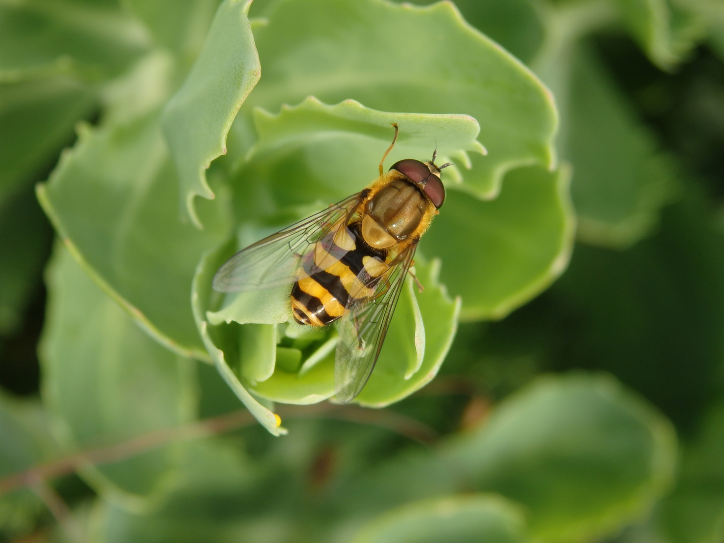 Große Schwebfliege (Syrphus ribesii) auf Fetthenne