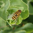 Große Schwebfliege (Syrphus ribesii) auf Fetthenne