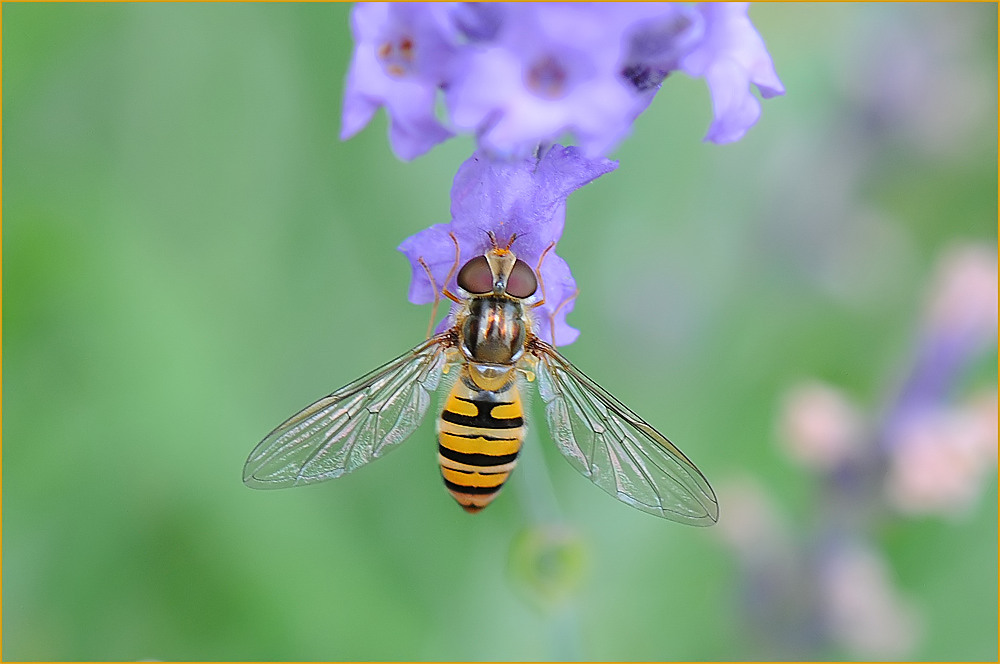 Große Schwebfliege (Syrphus ribesii)