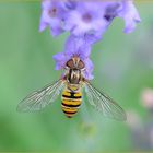 Große Schwebfliege (Syrphus ribesii)