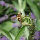 Große Schwebfliege (Syrphus ribesii) bei der Eiablage