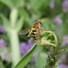 Große Schwebfliege (Syrphus ribesii) bei der Eiablage