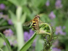 Große Schwebfliege (Syrphus ribesii) bei der Eiablage