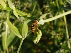 Große Schwebfliege (Syrphus ribesii) bei der Eiablage