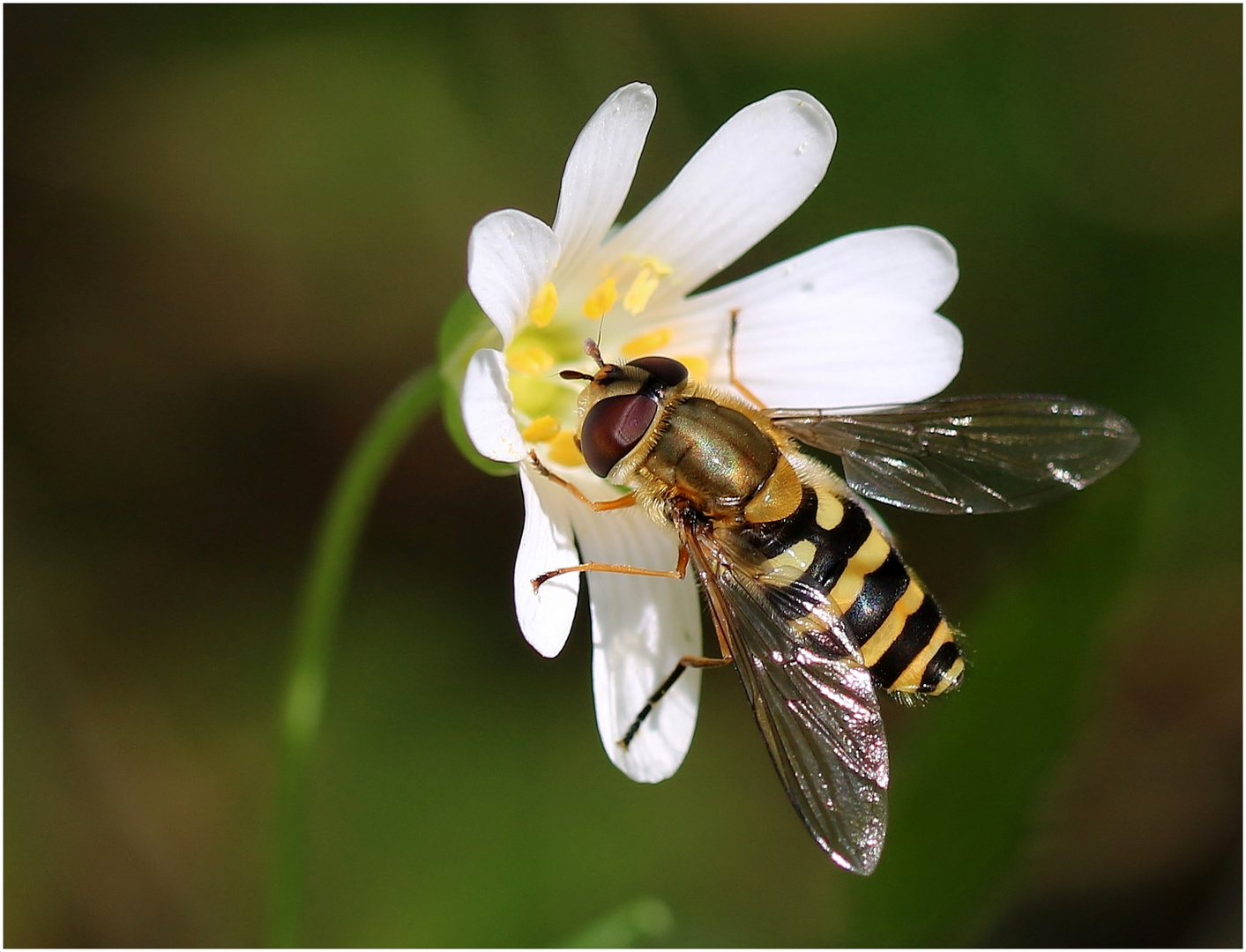 Große Schwebfliege (Syrphus ribesii)...