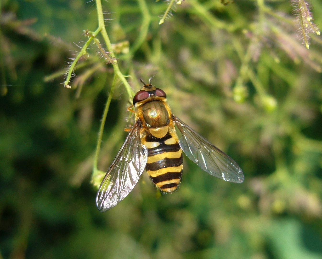 Große Schwebfliege (Syrphus ribesii)