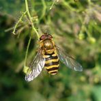 Große Schwebfliege (Syrphus ribesii)