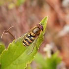 Große Schwebfliege (Syrphus ribesii) - Männchen im Makro