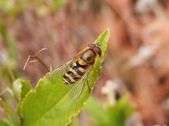 Große Schwebfliege (Syrphus ribesii) - Männchen im Makro