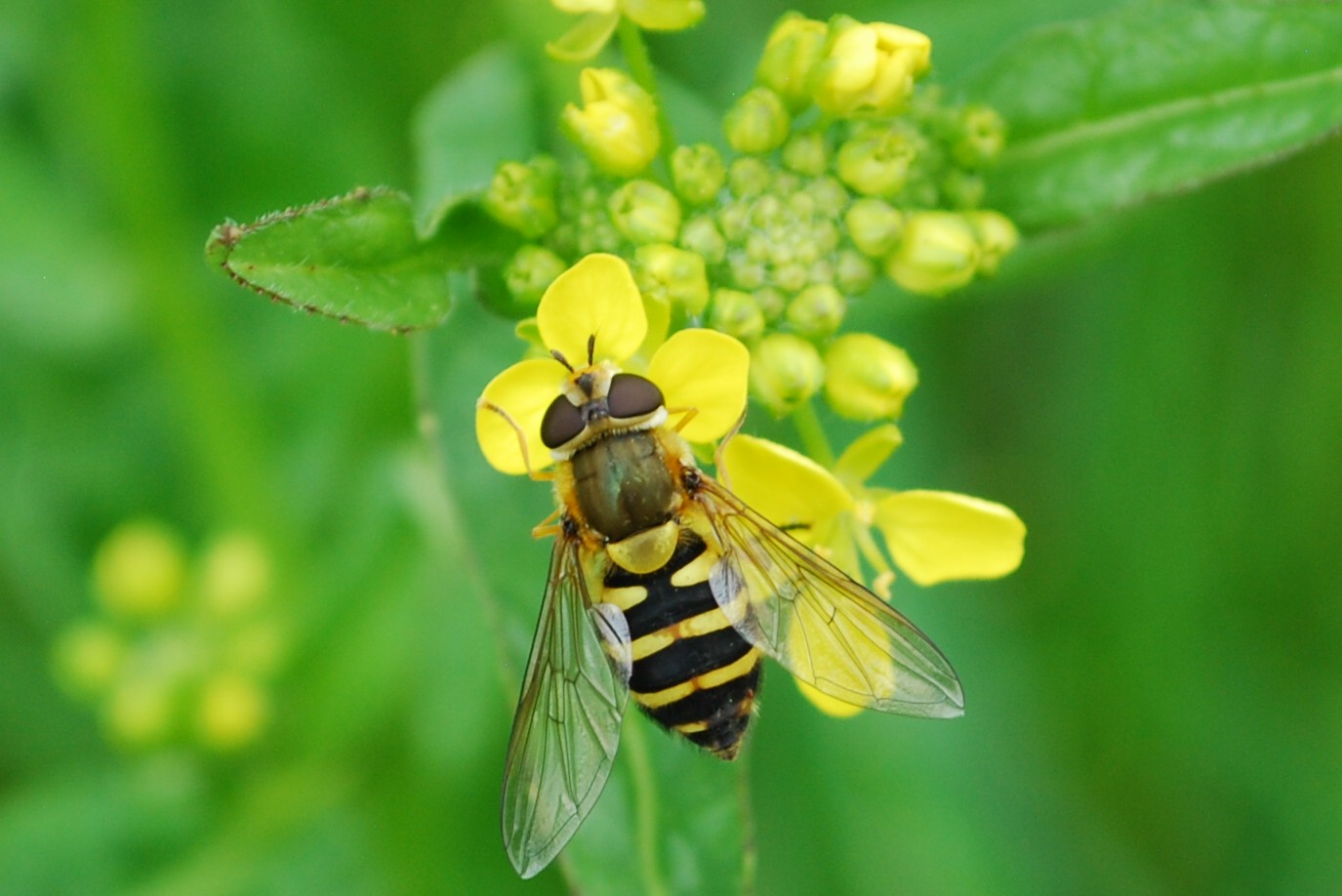 Große Schwebfliege (w)