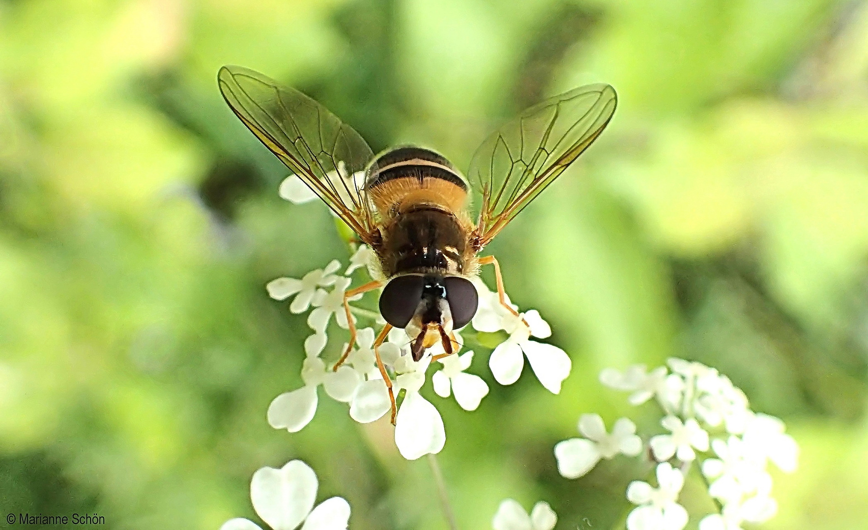 ...Große Schwebfliege...Syrphus ribesii...