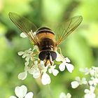 ...Große Schwebfliege...Syrphus ribesii...