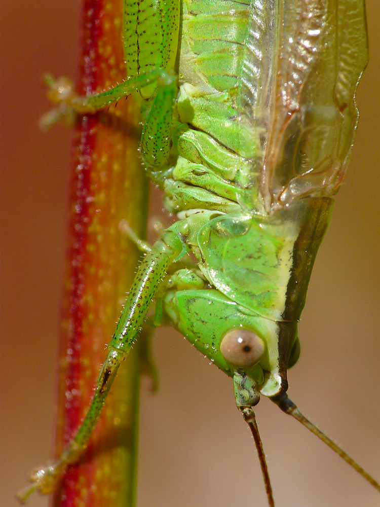 Große Schwertschrecke (Conocephalus discolor), Portrait