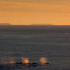 Große Schwertwale, Orca whales, East Antarctic