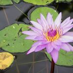 Große Seerose (Nymphaea gigantea)