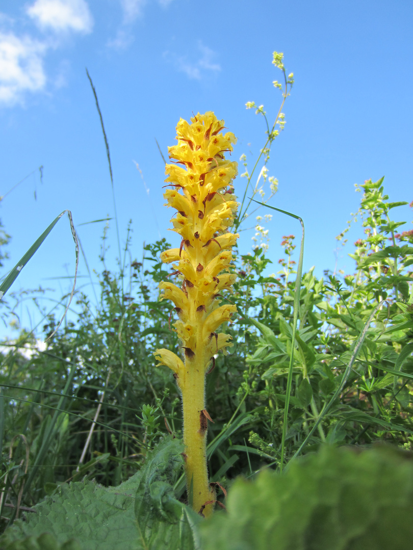 Große Sommerwurz ( Orobanche elatior )