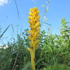 Große Sommerwurz ( Orobanche elatior )