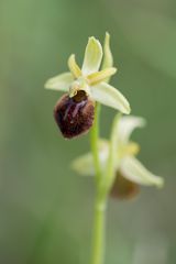 Große Spinnen-Ragwurz (Ophrys sphegodes)