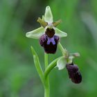 Große Spinnen-Ragwurz (Ophrys sphegodes)