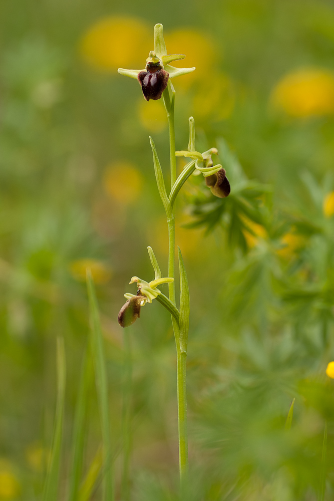 Große Spinnen-Ragwurz (Ophrys sphegodes)