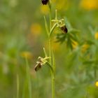 Große Spinnen-Ragwurz (Ophrys sphegodes)