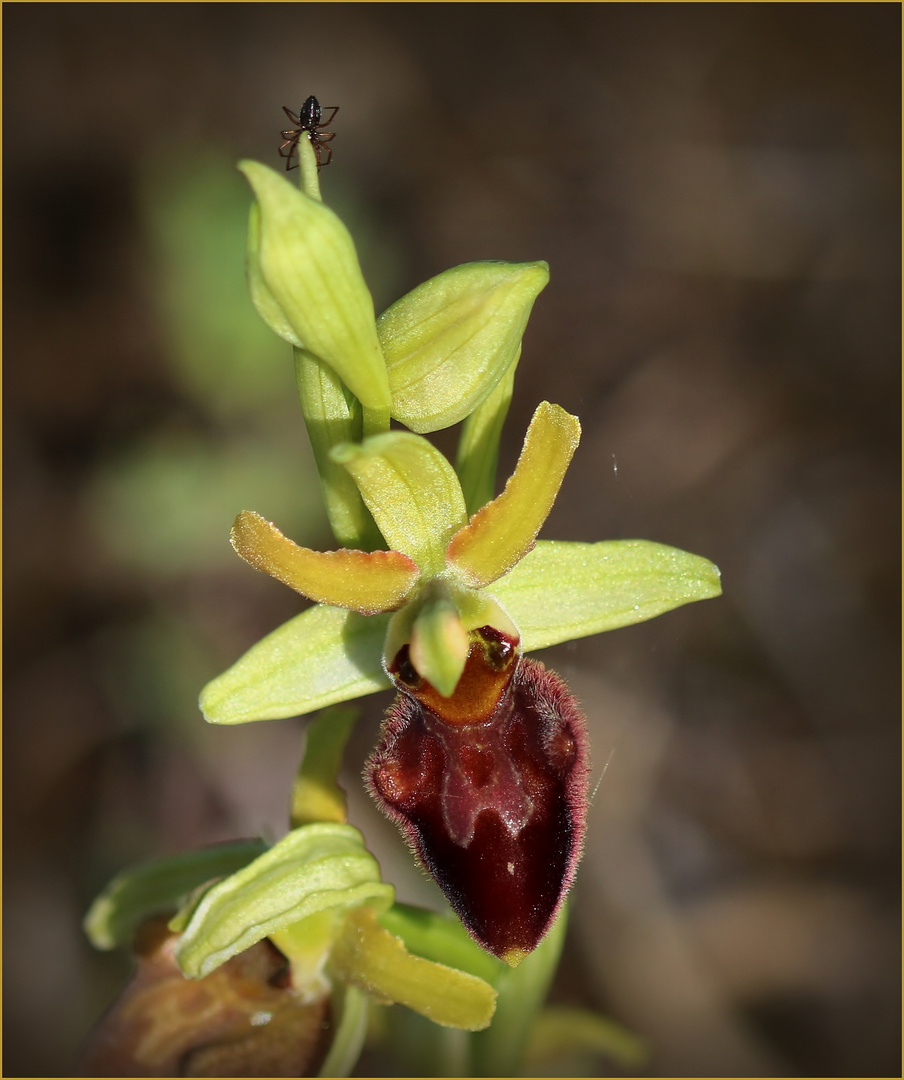 Große Spinnen-Ragwurz (Ophrys sphegodes).