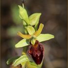 Große Spinnen-Ragwurz (Ophrys sphegodes).