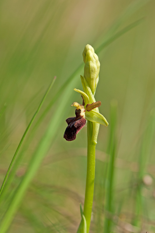 Große Spinnen-Ragwurz - Ophrys sphegodes