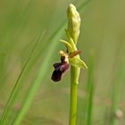 Große Spinnen-Ragwurz - Ophrys sphegodes