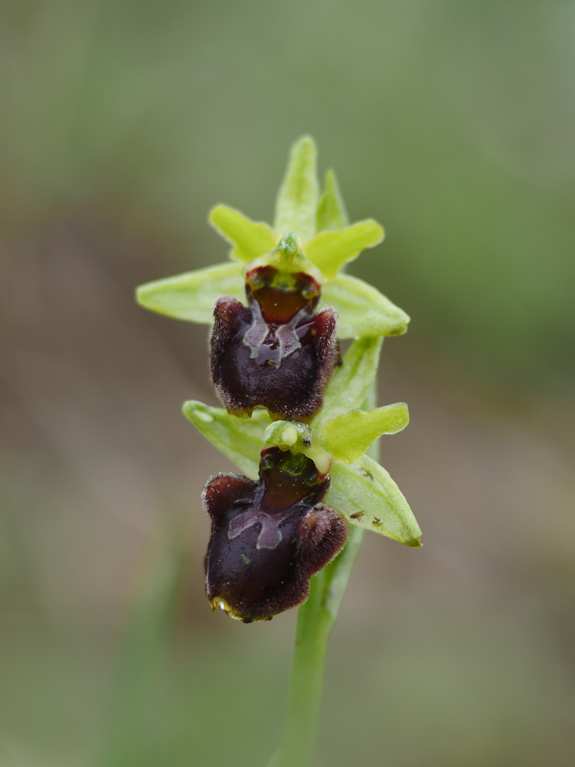 Große Spinnen-Ragwurz, (Ophrys sphegodes)