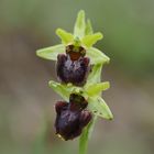 Große Spinnen-Ragwurz, (Ophrys sphegodes)