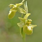 Große Spinnen-Ragwurz, (Ophrys sphegodes)