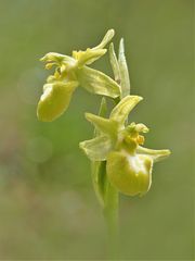 Große Spinnen-Ragwurz, (Ophrys sphegodes)