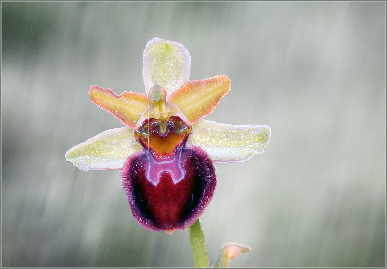 ***   GROßE SPINNEN - RAGWURZ ~ OPHRYS SPHEGODES   ***