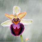 ***   GROßE SPINNEN - RAGWURZ ~ OPHRYS SPHEGODES   ***