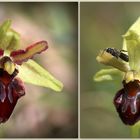 Große Spinnen-Ragwurz (Ophrys sphegodes) - Schätze meiner Heimat. 