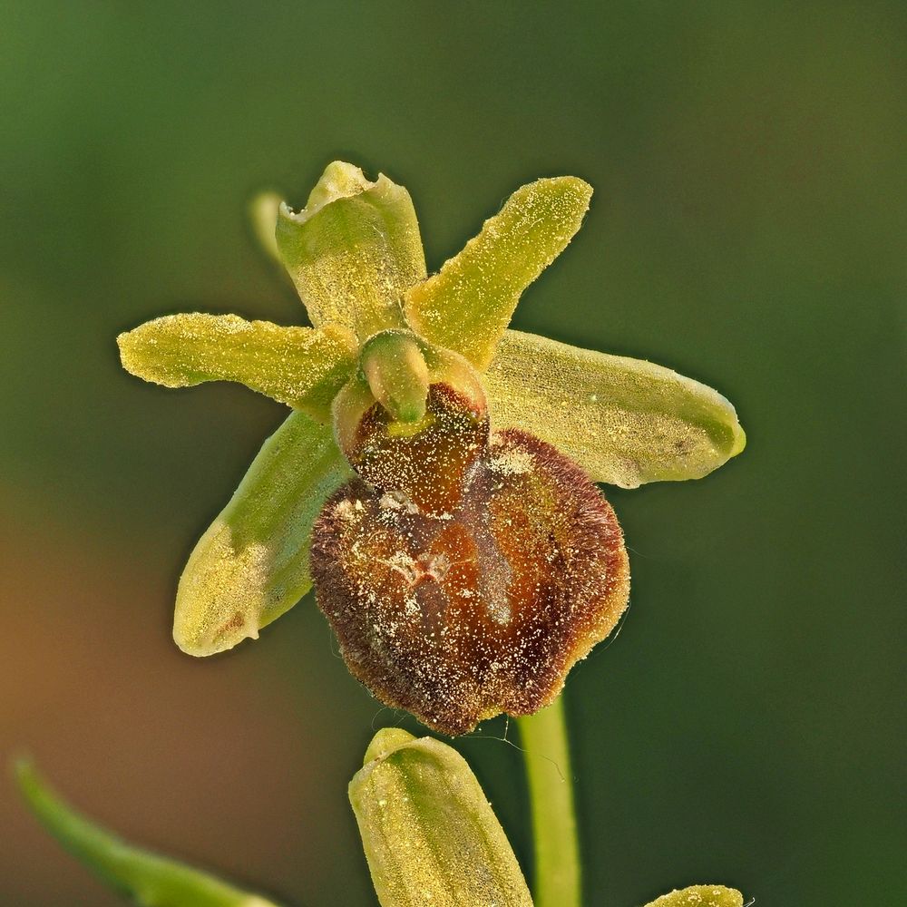 Große Spinnen-Ragwurz (Ophrys sphegodes) U 003