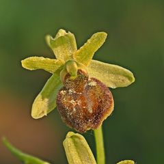 Große Spinnen-Ragwurz (Ophrys sphegodes) U 003