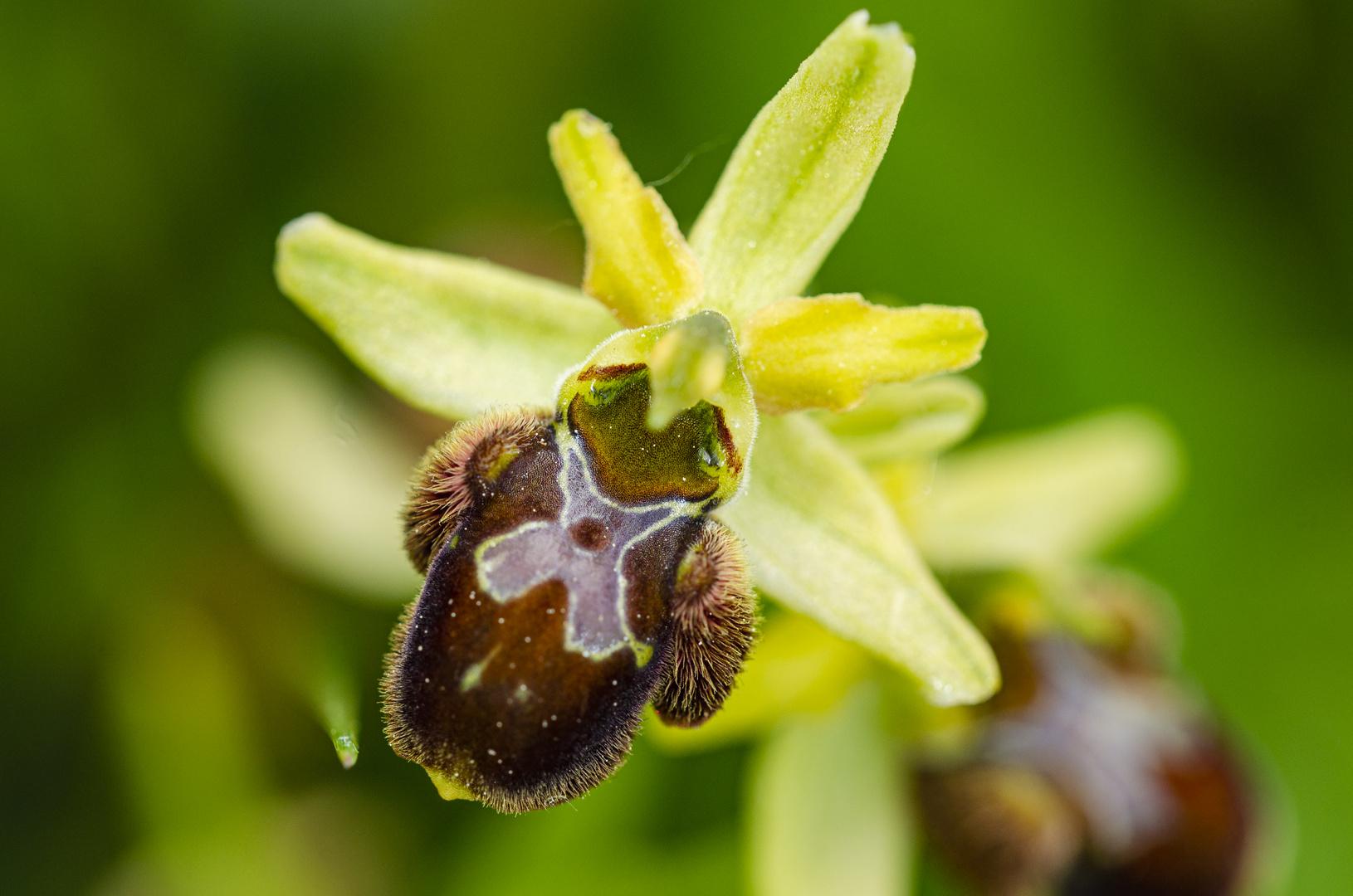 Große Spinnenragwurz (Ophrys sphegodes)