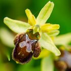 Große Spinnenragwurz (Ophrys sphegodes)