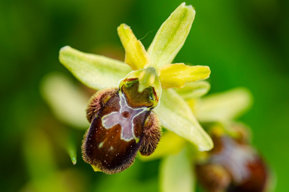 Große Spinnenragwurz (Ophrys sphegodes)