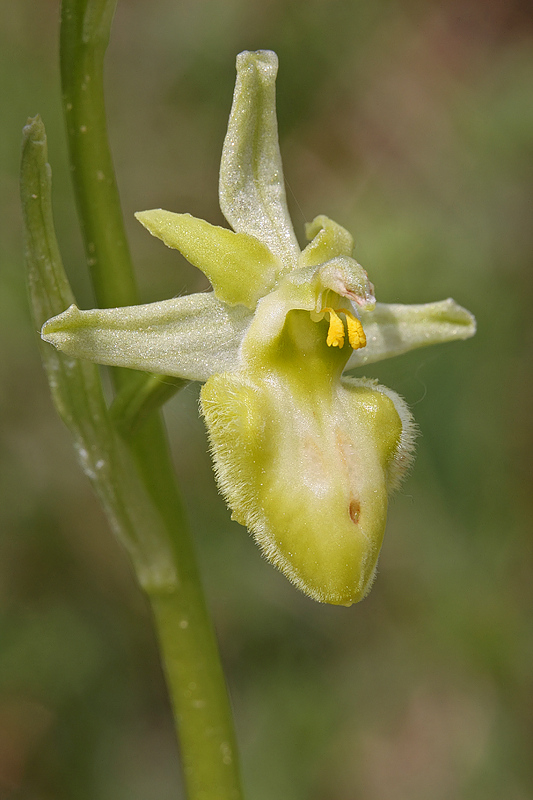 Große Spinnenragwurz (Ophrys sphegodes) Albino Variante 2